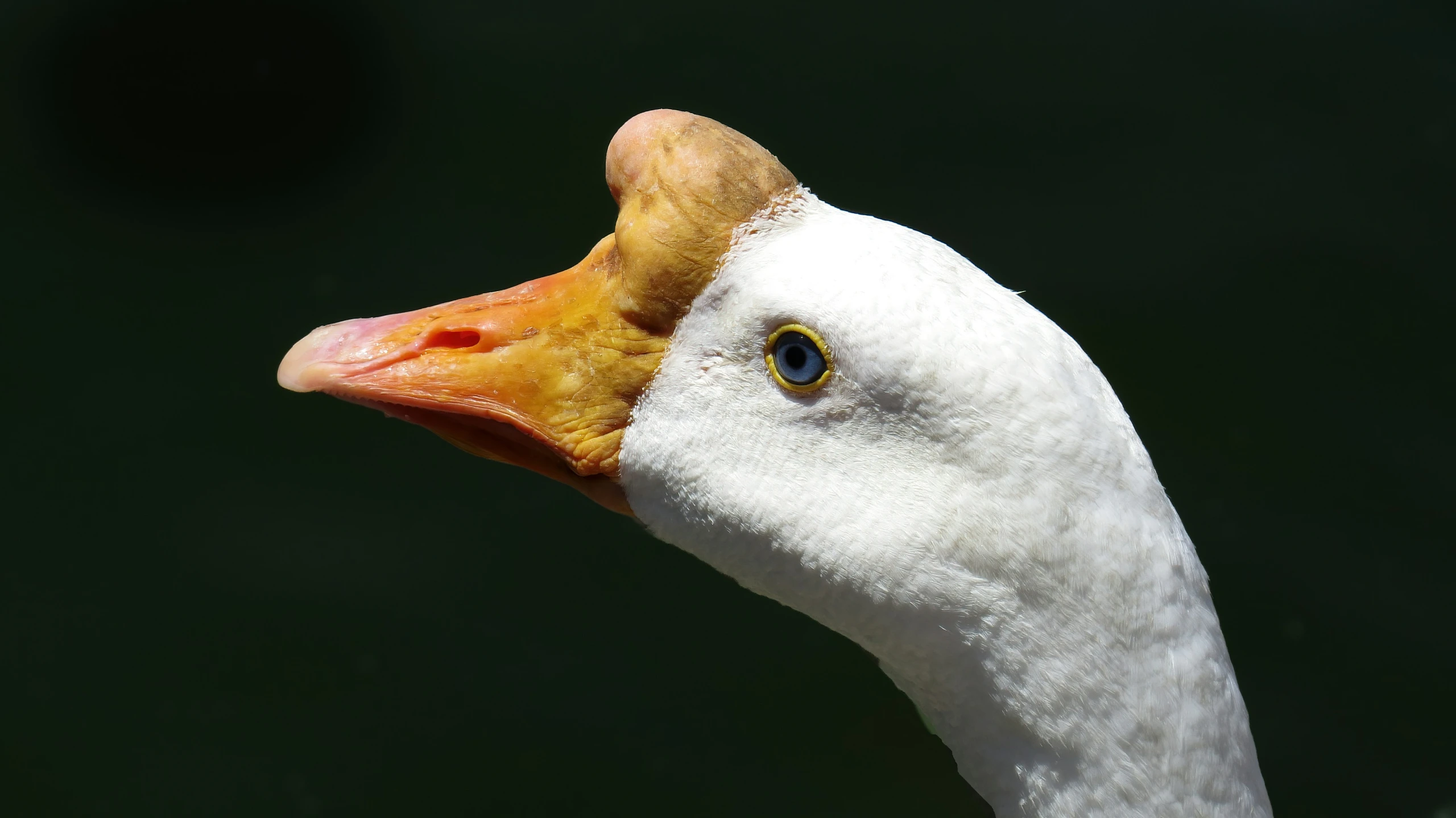 close up po of an ostrich face looking ahead