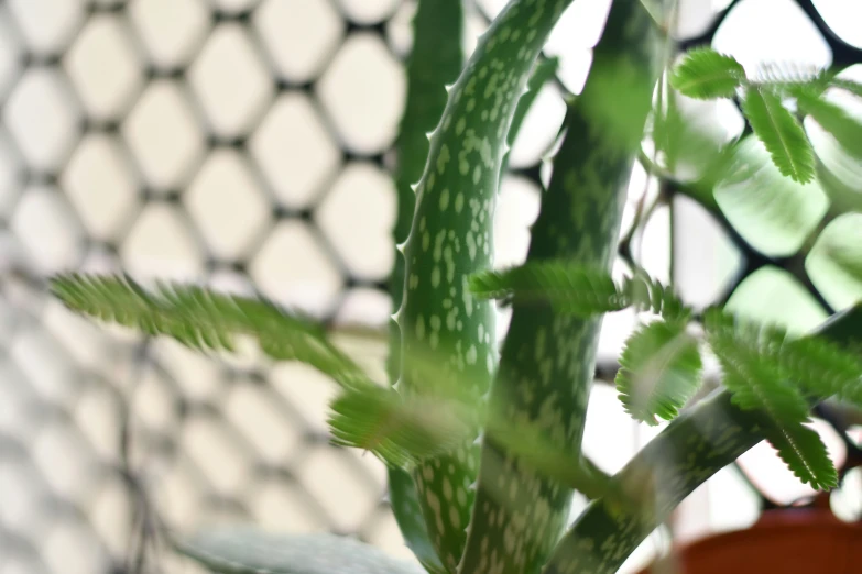 a plant in a pot on a table