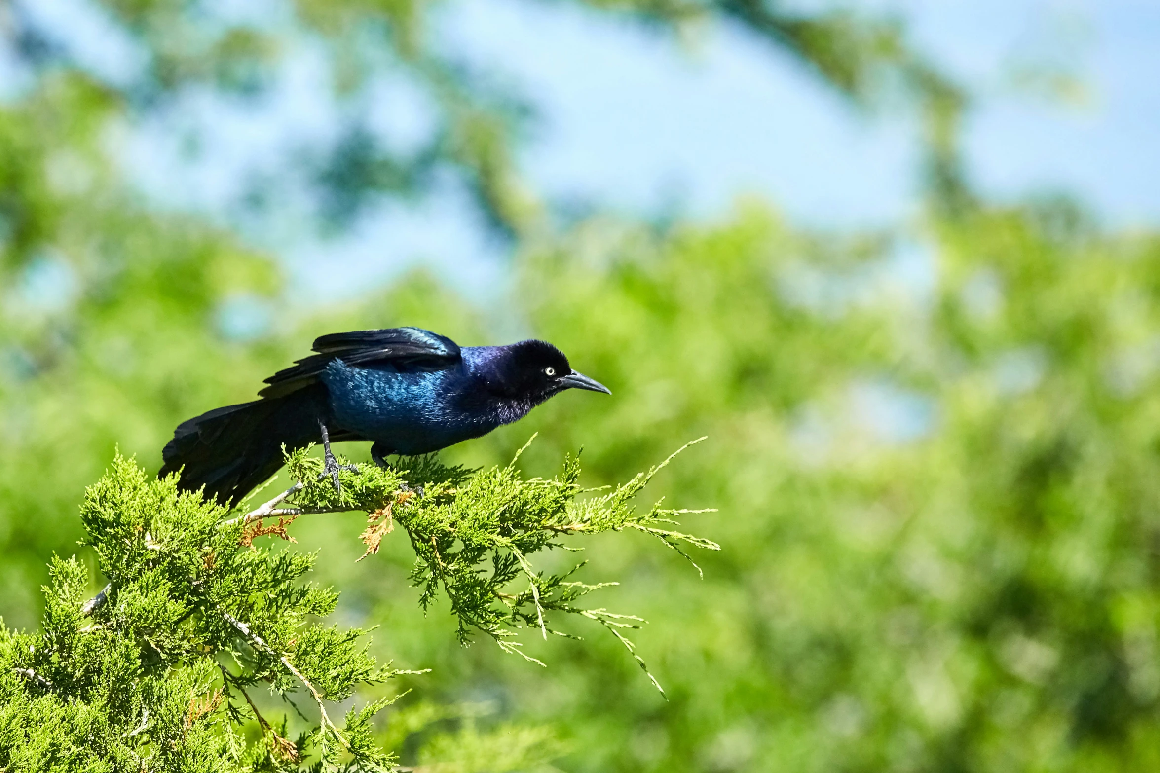 a small blue bird is perched on top of a tree nch