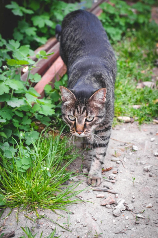 a grey and black cat standing on dirt near plants