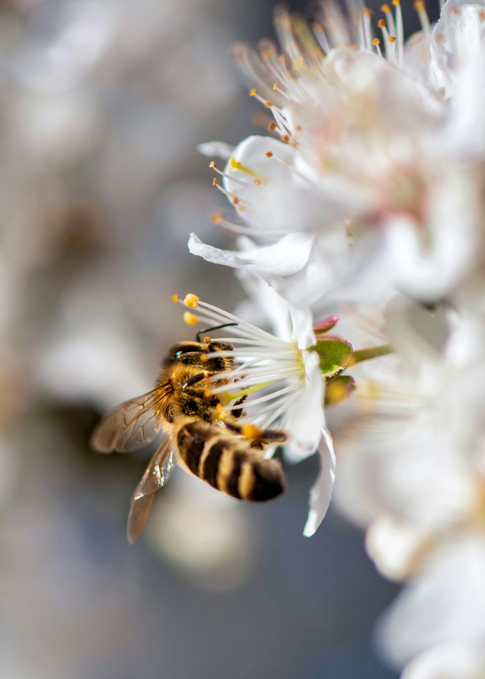 a bee that is standing on a flower