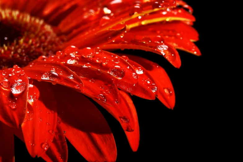 this is red water droplets on a flower