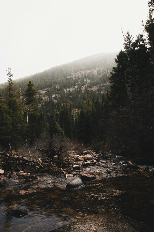 a mountain stream flows through an forested area