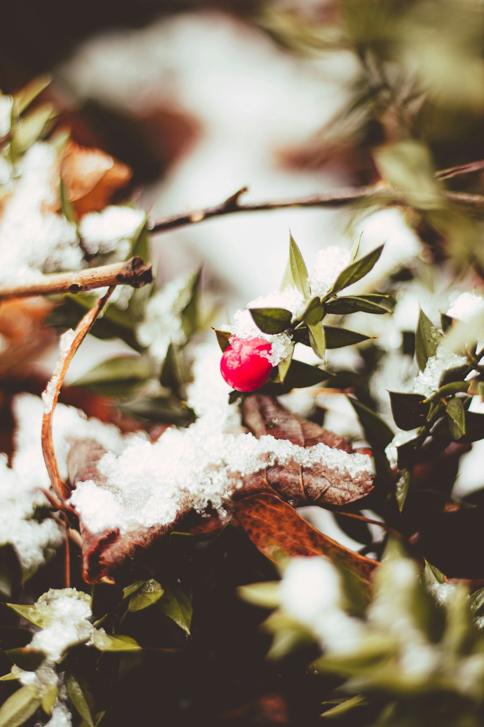 snow and nches with an acorna flower on it