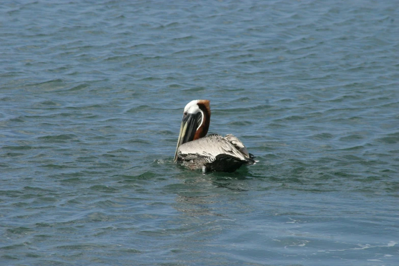 the pelican is sitting on the rock in the water