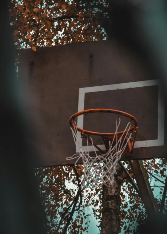 basketball hoop hanging from metal wall near tree