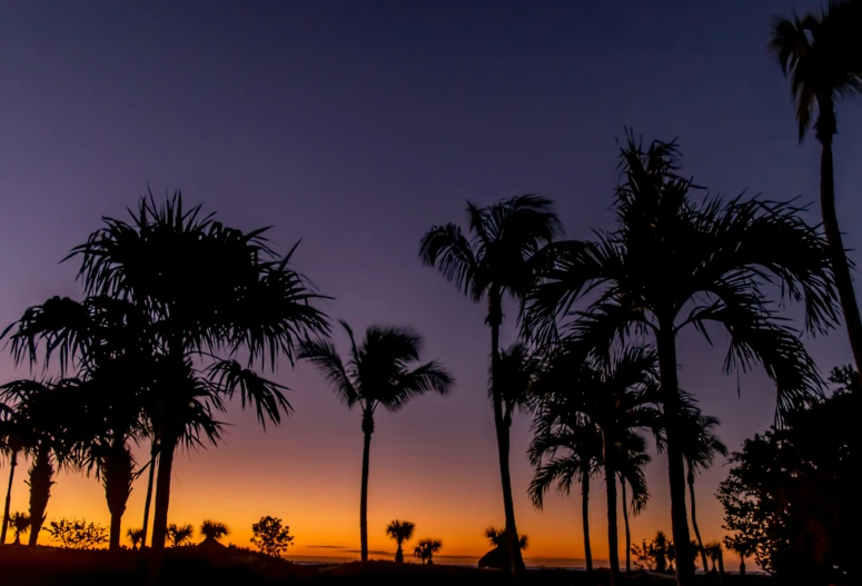 some palm trees in the sunset with purple skies