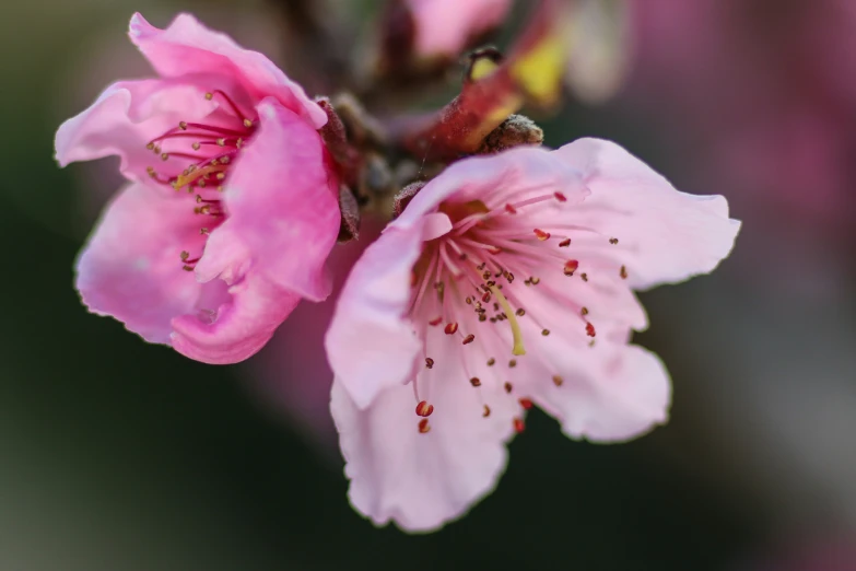 pink flowers with buds are shown in the sunlight