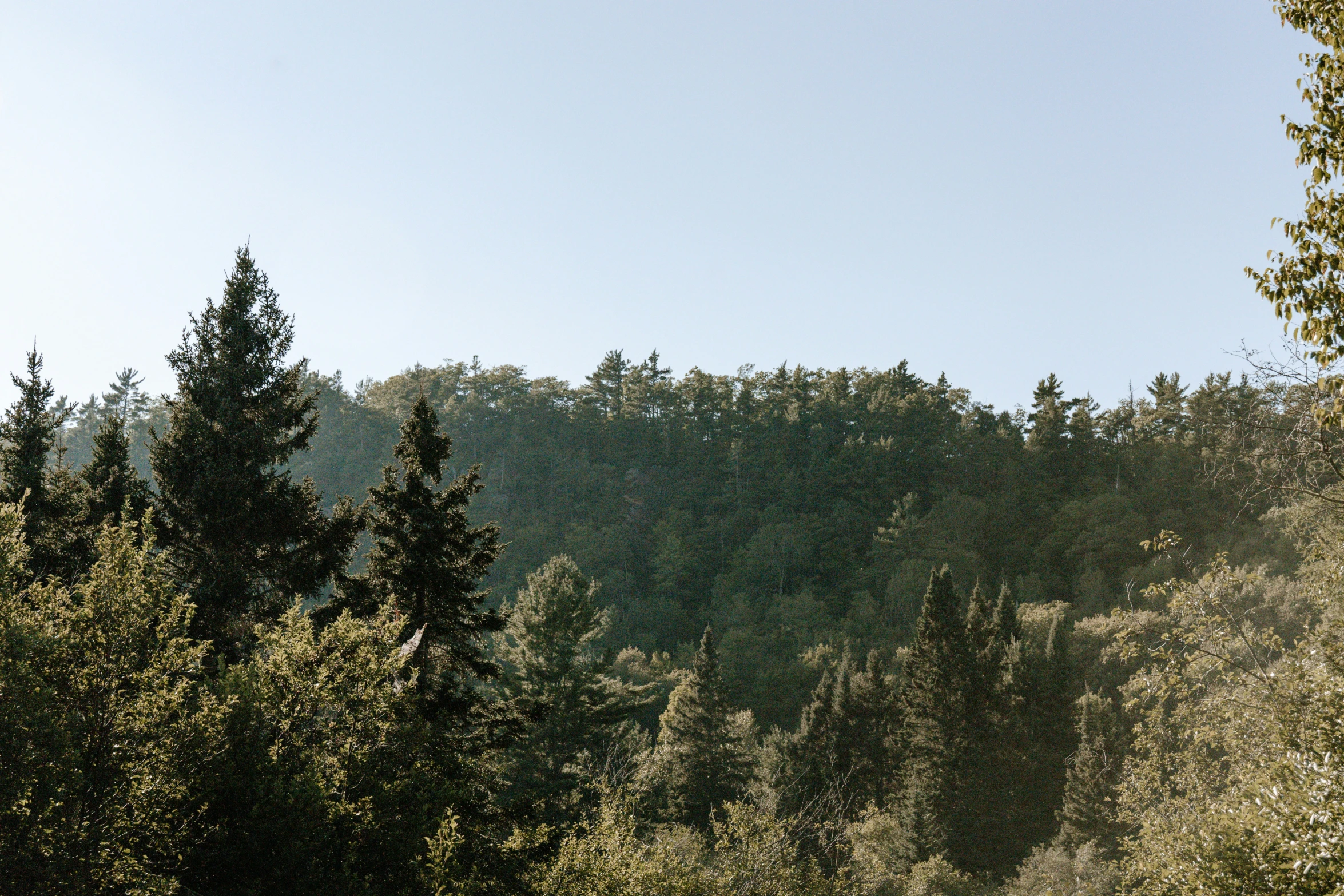 a mountain view in front of some trees and a bench