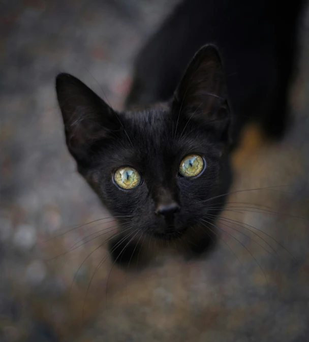 a black kitten with bright yellow eyes is looking up