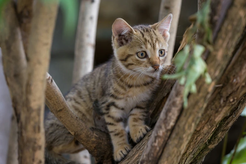 a little kitten standing on top of a tree