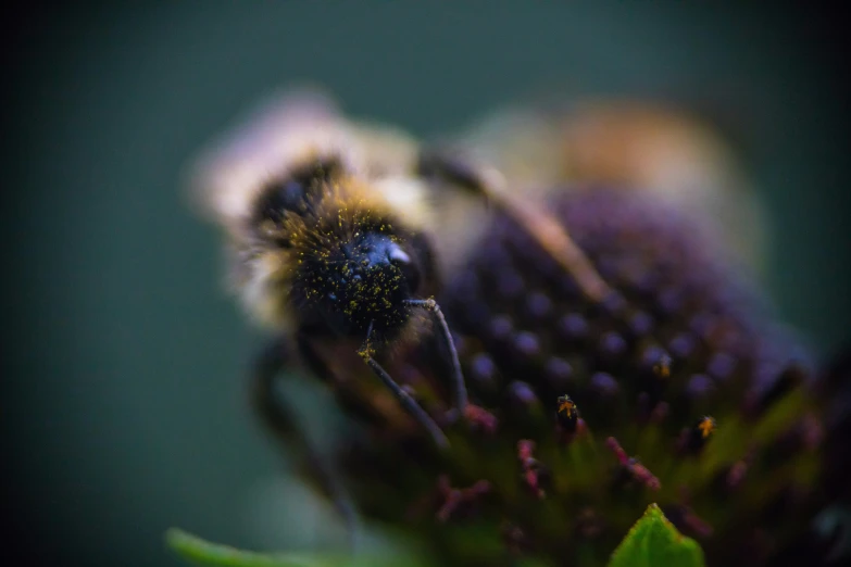 a bee is resting on a flower with one eye open