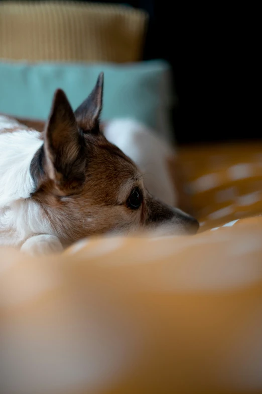 small chihuahua laying down on a bed in a room