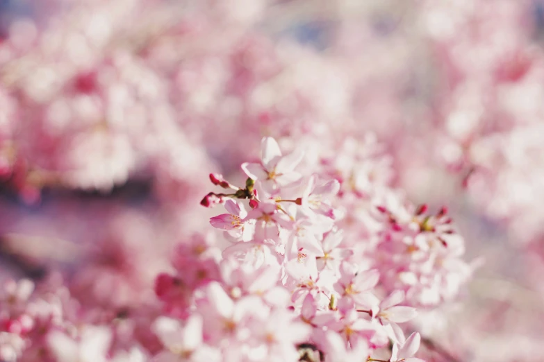 a bush of white flowers with pink centers