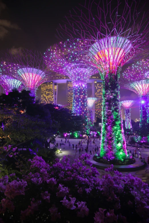 the trees are lit up in purple and green