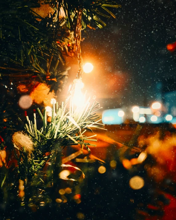 an evergreen leaf with lights on the street