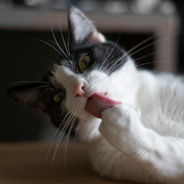 a black and white cat laying on its back with its tongue hanging out