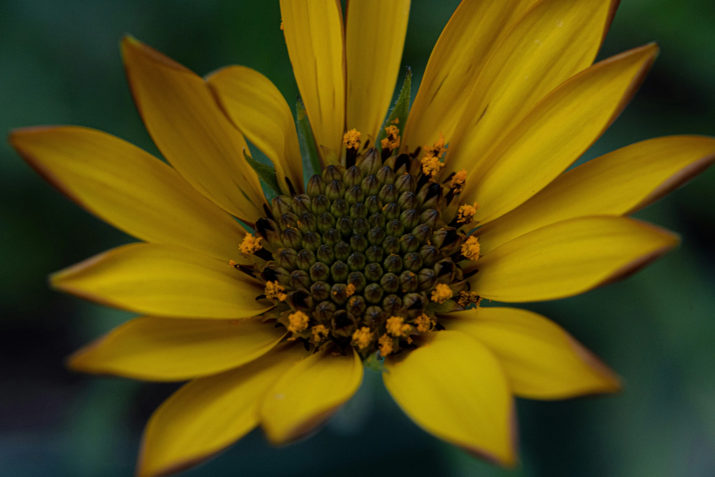 a large yellow flower in full bloom