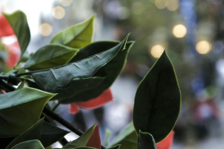 green leaves and red flowers on the outside