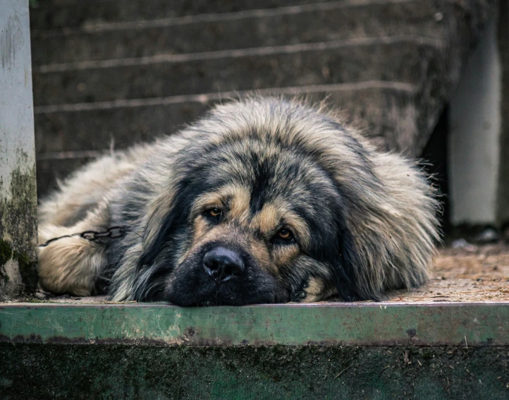 a close up of a dog laying on concrete steps