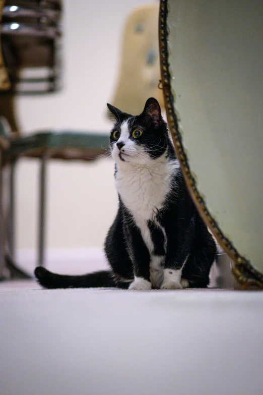 black and white cat sitting in front of mirror