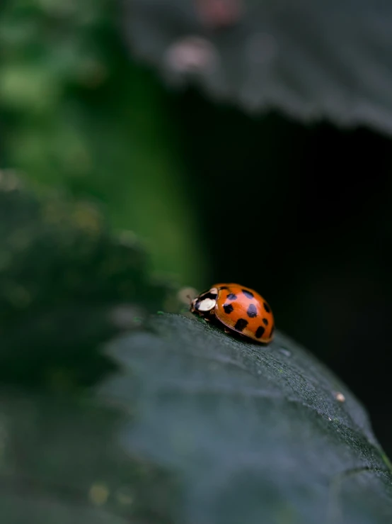 a lady bug on a leaf in the garden
