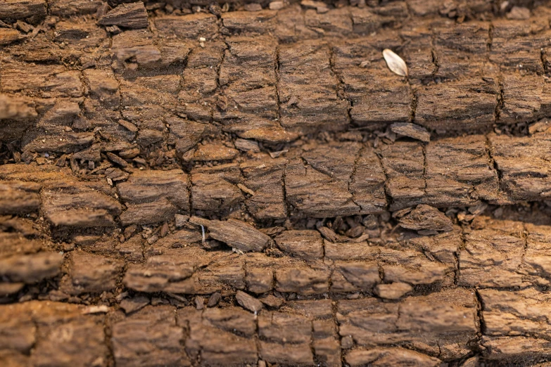 a bird that is standing on the dirt