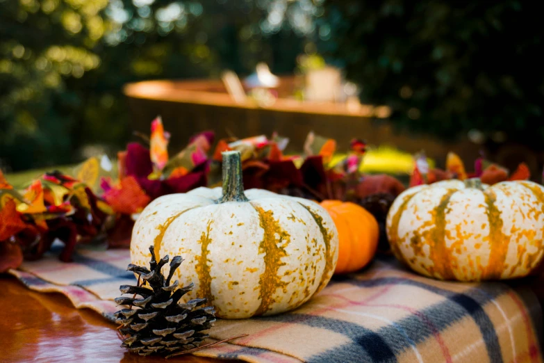 three pumpkins are sitting on a plaid tablecloth