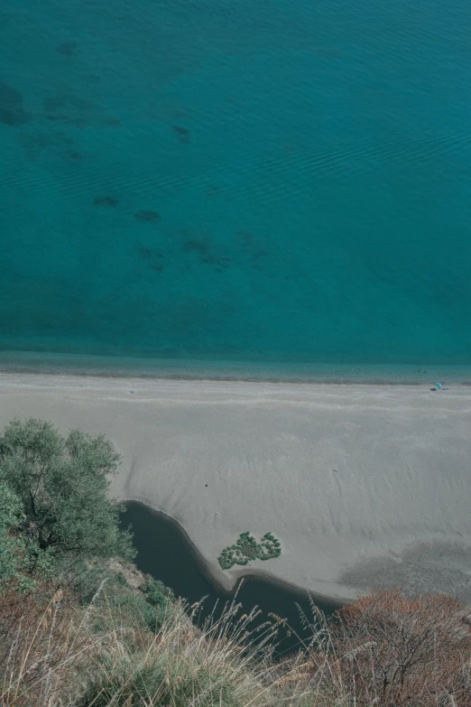 there is a tree growing in the sand