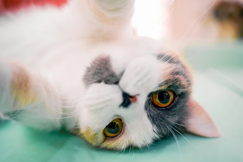 a cat has it's face on the floor looking up