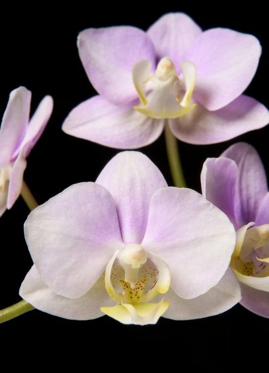 three white and purple orchids with small petals