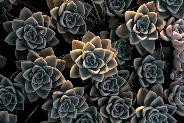 closeup of succulents in various colors