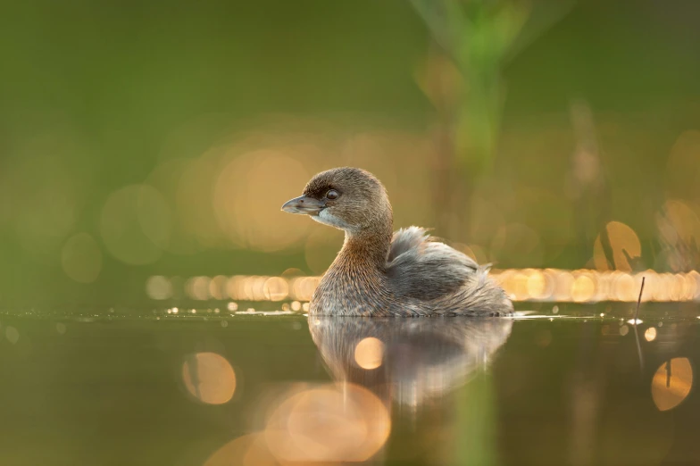 there is a small bird sitting in the water