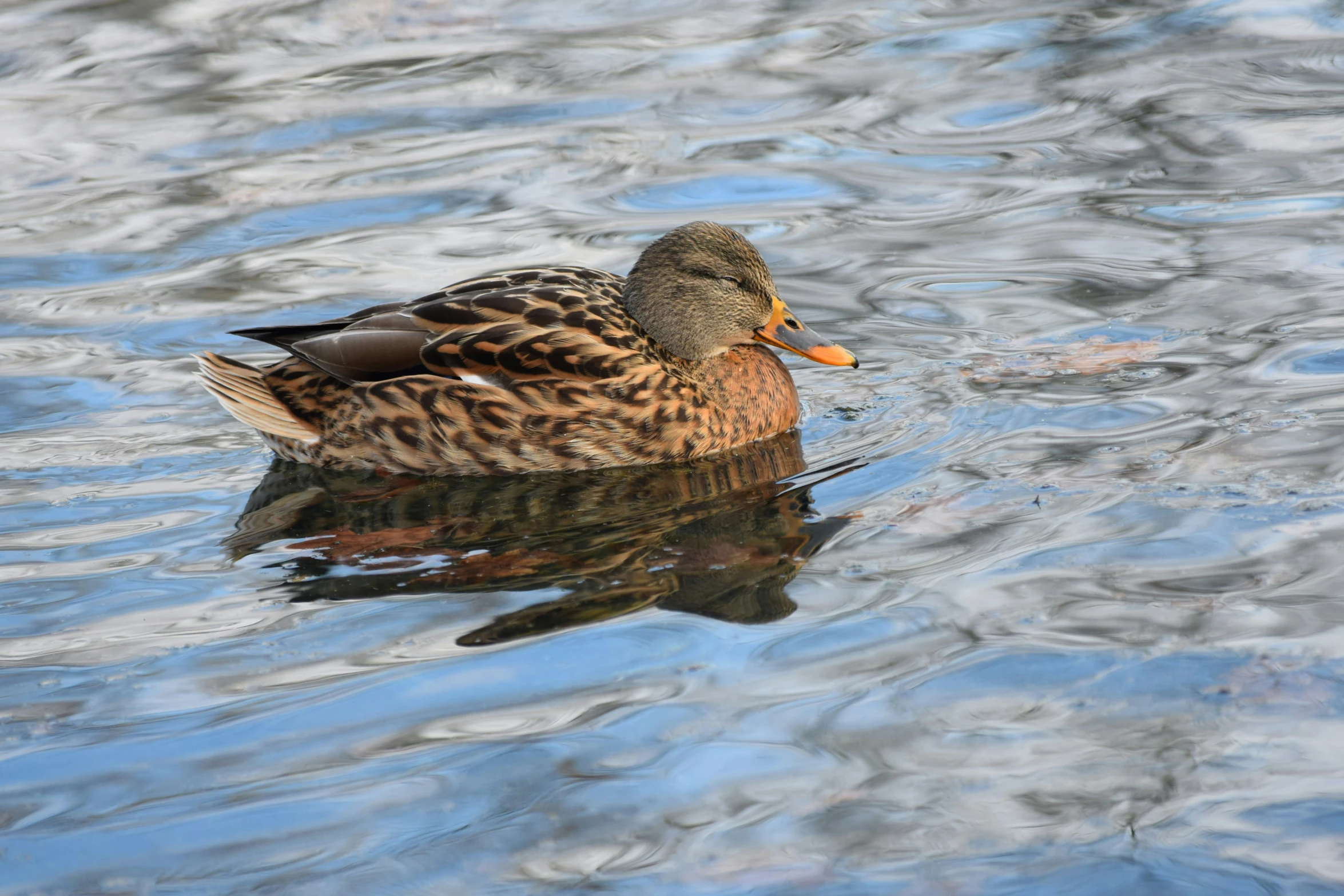 a duck floating in the water surrounded by gray and white clouds