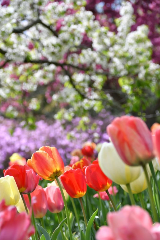 a bed of tulips is in the middle of a field