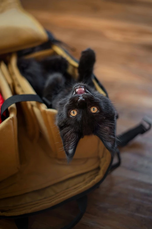 a black cat with its head sticking out from a back pack