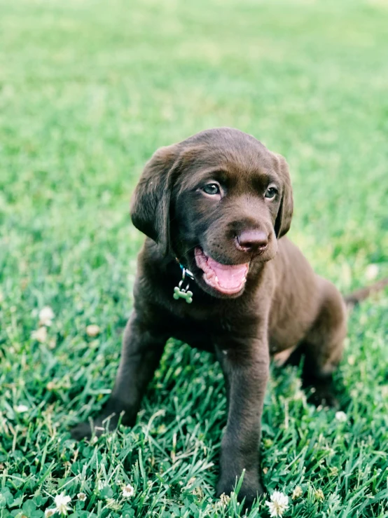 a black dog sits in grass with its mouth open