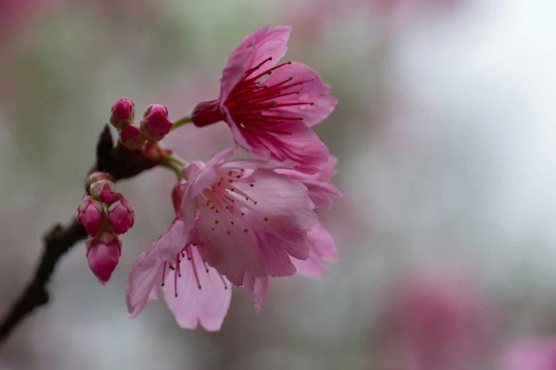 a nch with small pink flowers in the midst of it