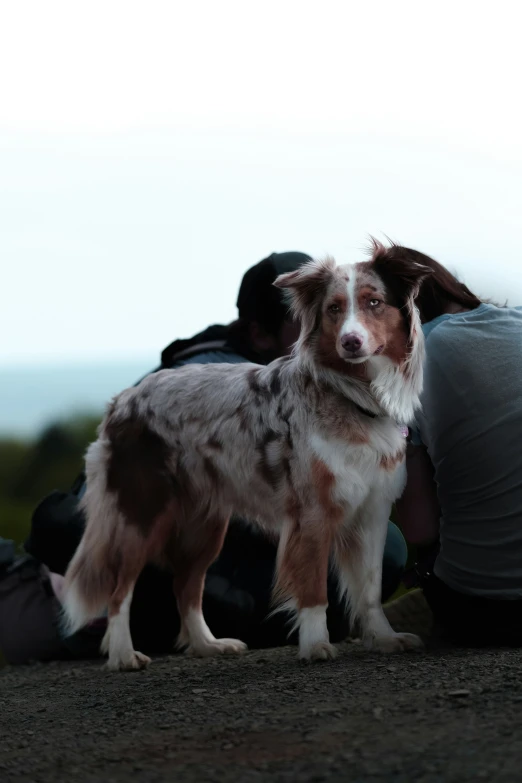 a person sits next to a dog on the ground