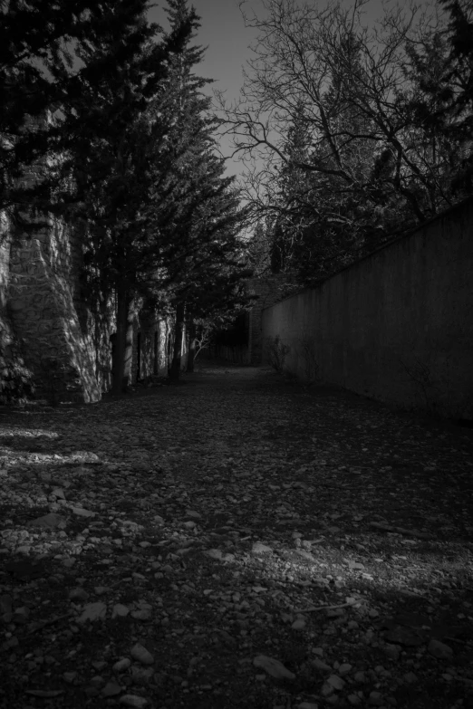 a black and white po of trees on the side of a fence