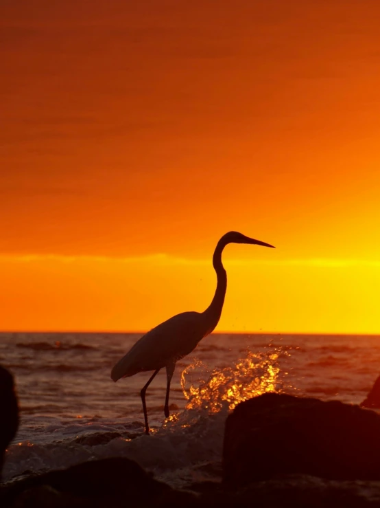 a bird stands on rocks near the ocean at sunset