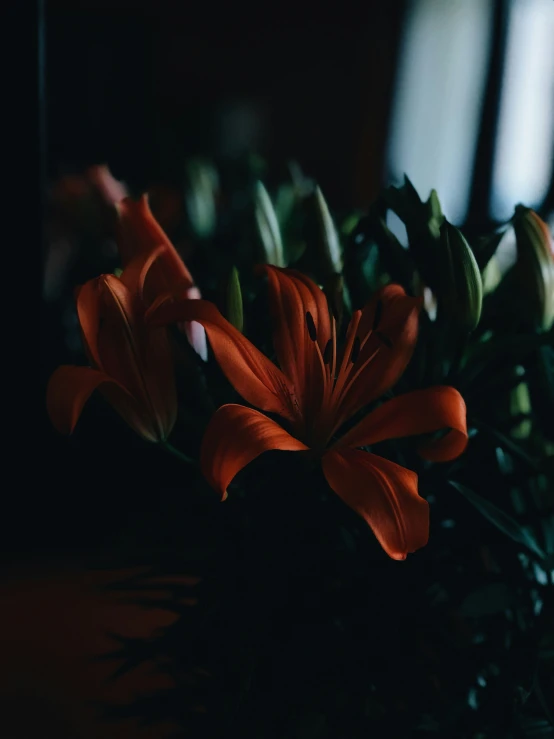 orange lilies sitting on top of a table