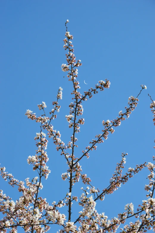 white blossoms on a tree in the sunlight