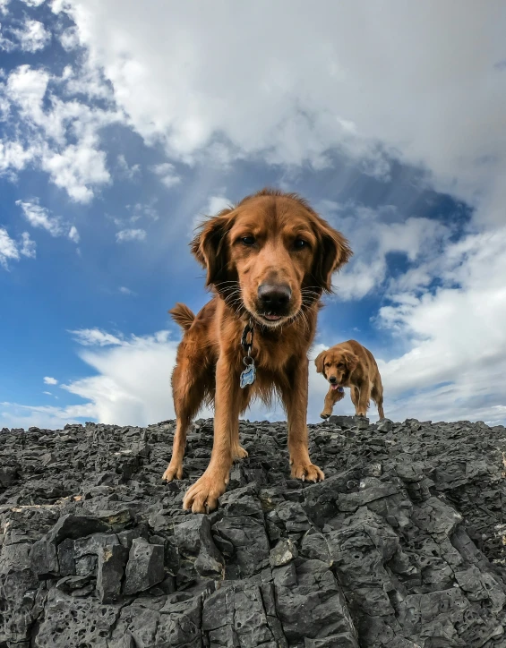 two dogs standing on some rocks under the blue cloudy sky