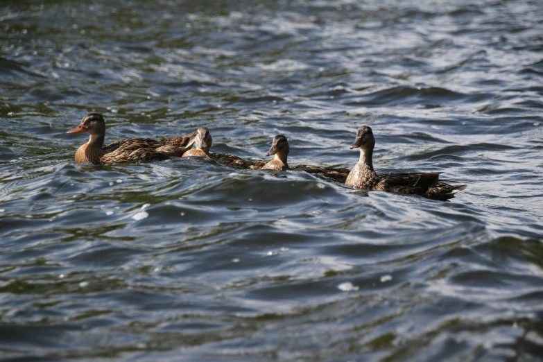 several ducks swimming on top of a large body of water