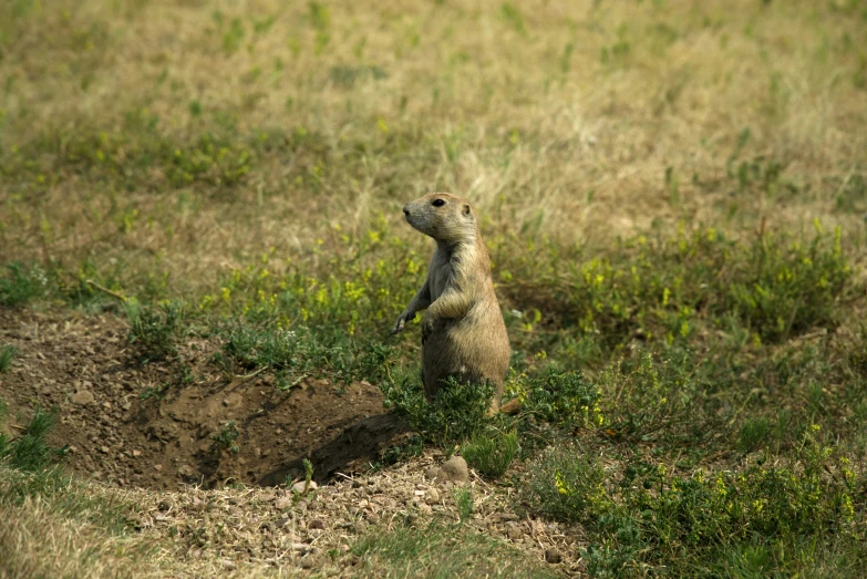 a single wild animal standing in a field