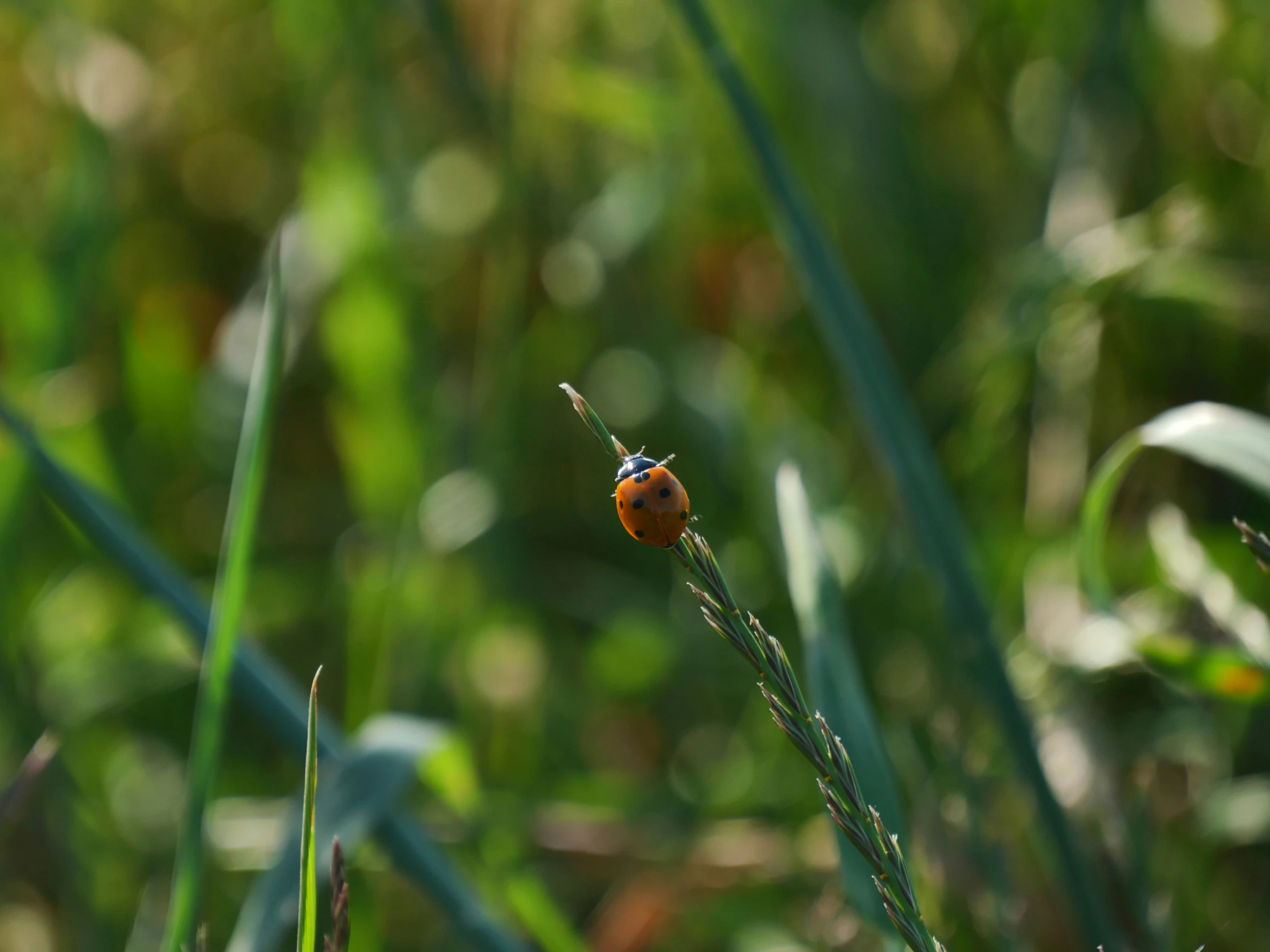 a bug crawling in some very tall grass