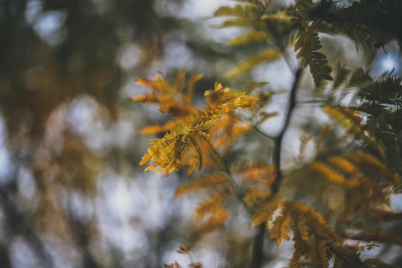 some yellow trees with the leaves turning yellow