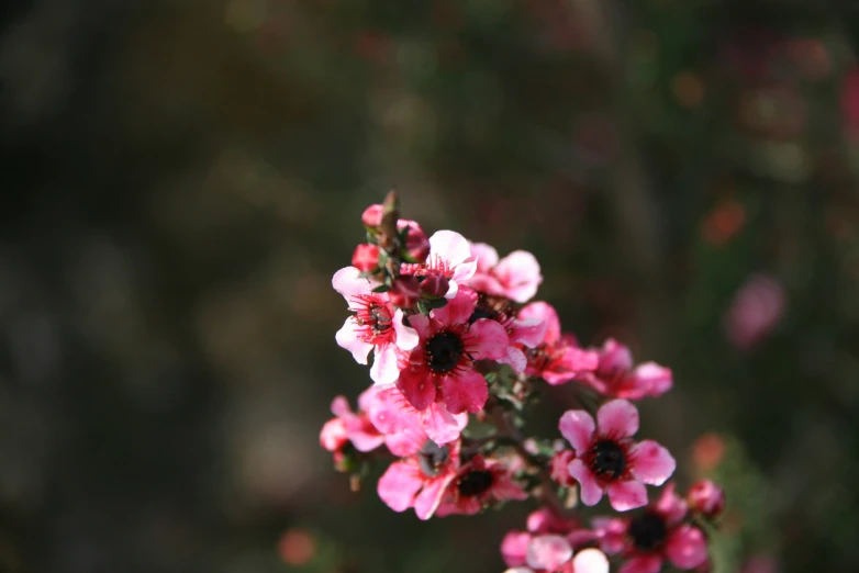 small pink flowers with green leaves near the ground