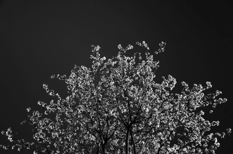 the silhouette of a bare tree against a night sky